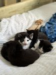 Kattungar