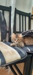 katt