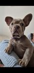 Fransk bulldog valp tik 