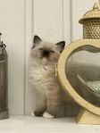 super fina och trevliga ragdoll 