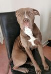 Amerikan bully 