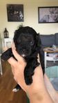 shihpoo 