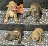 American bully