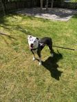 Vi måste tyvär sälja våran vackra hund Celly