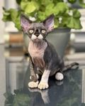 Devon Rex