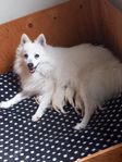Japansk spetsvalpar 