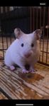 Guldhamster och tillbehör 