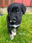 Underbara Golden retriever/Labrador valpar
