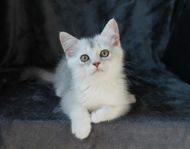 Brittiskt korthår/Ragdoll