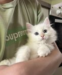 Ragdoll kattungar