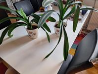 Två Stora Clivia i Kruka