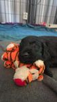 Flatcoated Retriever