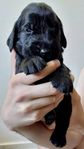 Flatcoated Retriever