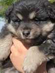 Finsk Lapphund valpar
