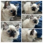 Bedårande ragdoll ungar