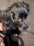 cockerspaniel med lite tibetansk spaniel 