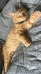 kattunge