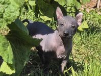 Xoloitzcuintle-valpar