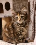 6Maine Coon kattungar OBS! 1 kvar