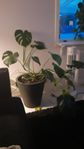 2 stora Monstera i varsin svart kruka