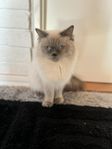 katt 