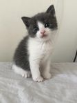 Ragdoll/blandras kattungar