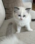 Ragdoll kattungen