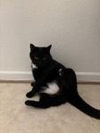 katt hona kastrerad 