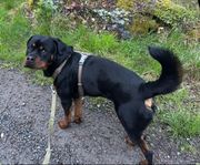 Rottweiler hane snart 2 år