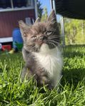 Brittisk korthårs kattungar