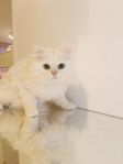 Brittiskt katt