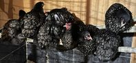 barnevelder silver