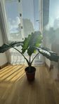 Really Nice plant （Alocasia macrorrhizos）