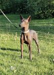 Xoloitzcuintle tik 2 år 
