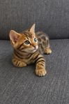 bengal kattungar Bengalkattungar med stamtavla