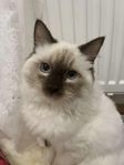 Ragdoll katt hane