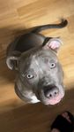 American bully 
