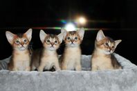Chausie-kattungar söker nya hem