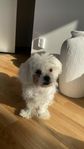 Hund valp
