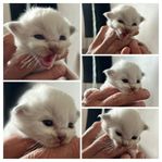 Tabby mönstrade ragdoll ungar
