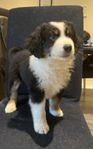 Miniature American Shepherd 