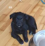 goldenretriver/australian sheperd