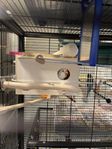 undulat båda 1år hane svart ögon hona röda ögon 