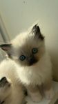 Ragdoll 