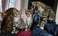 50% Bengal, 50% Ragdoll-kattungar