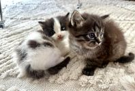 Kattungar snart 12 veckor