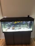 Juwel Rio 240 liter