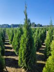THUJA, TUJA SMARAGD SUPER KVALITET 