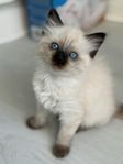Ragdoll/sibirisk kattunge