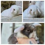 Kaninungar minilop, kaninungar dvärgvädur 
